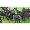 黑山羊引种价格-,山东种养养殖基地