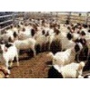 奶山羊种羊价格-梁山县金利源畜牧养殖专业合作社