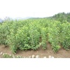 樱桃苗的品种有哪些-,烟台市福山区塔丰大樱桃专业合作社