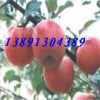 陕西红富士苹果基地，红香酥梨，酥梨，红提葡萄产地价格